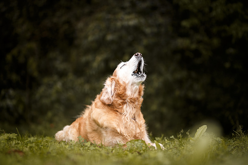 Golden retriever dog barking and howling