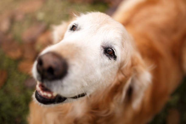 istock Dog nature portrait 1052881382