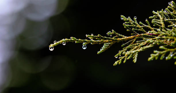 istock Evergreen tree limbs with rain droplets in the fall at Mt. Rainier, Washington, State 1052881456
