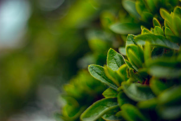istock Small green leaves in closeup 1052881686