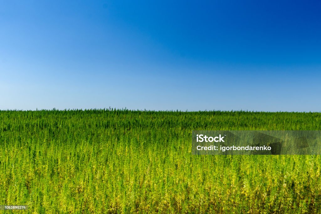 Field of the medical cannabis plant on summer Field of medical cannabis plant on summer Agricultural Field Stock Photo