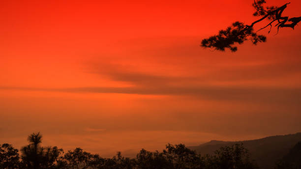istock Silhouette of tree on red sky background. 1052907924