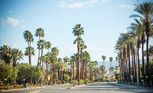 Rows of palm trees on a street in Palm Desert, CA.