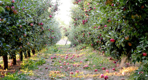 istock fallen apples in an orchard ready for harvesting, shallow dof 1052910874