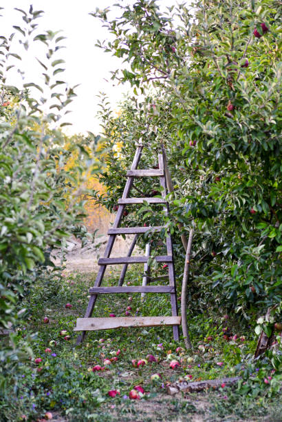 istock ladder on an apple trees ready for harvesting, shallow dof 1052910880