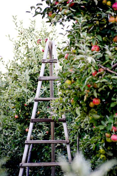 istock ladder on an apple trees ready for harvesting, shallow dof 1052910886