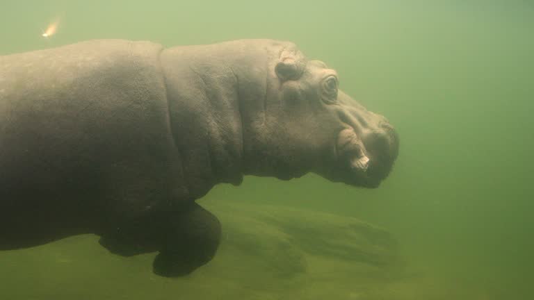 Adult hippopotamus filmed underwater