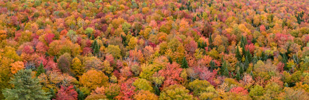 vue aérienne de la nature de la forêt boréale en saison d’automne, québec, canada - forest aerial view taiga treetop photos et images de collection