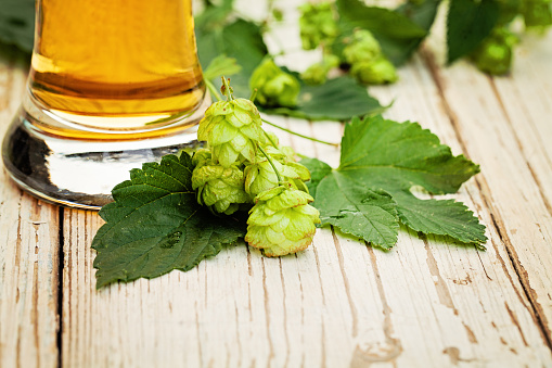 Beer and beer hops on wooden background