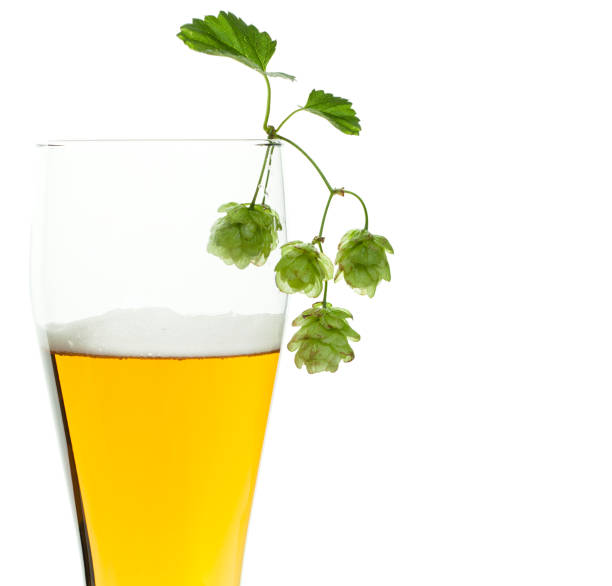 istock Beer glass and beer hops branch on white 1052916524