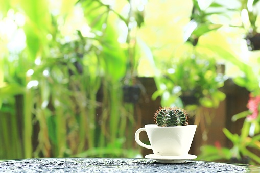 decorative cactus in a porcelain coffee cup. an exotic plant in tropical climate. decorative succulent desert plant in home garden.