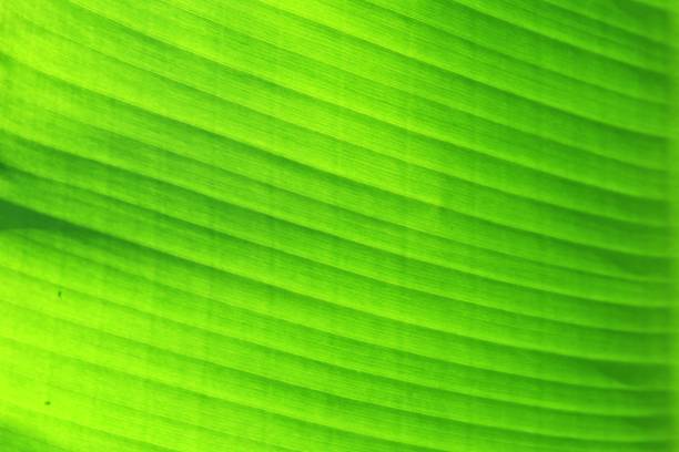 istock green nature Banana leaf texture background. graphic resources for tropical spa and resort relaxing concept. 1052918400
