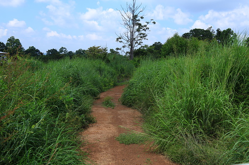 dirt road leading into wilderness. road to nowhere. tall natural grass on a foothill. undeveloped land in a tropical climate.