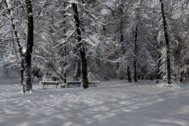 istock Night winter park in Lviv, Ukraine 1052920090