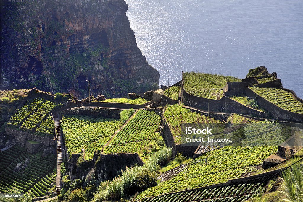 Aerial view of southern coast of Madeira island, Portugal South coast of Madeira island - Câmara de Lobos - Portugal Agricultural Field Stock Photo