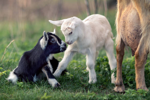 istock Black and White goatlings Friendship 1052933930
