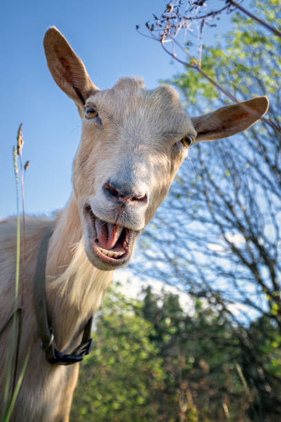 Funny goat as if would say hey Funny goat between shrubs laughs and say Hey! goat stock pictures, royalty-free photos & images