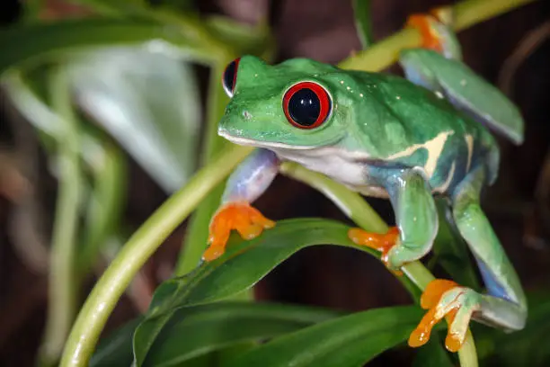 Red eyed tree frog in the terrarium