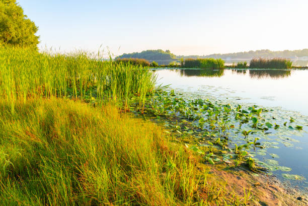 istock Scirpus in the Dnieper River in Kiev 1052935316