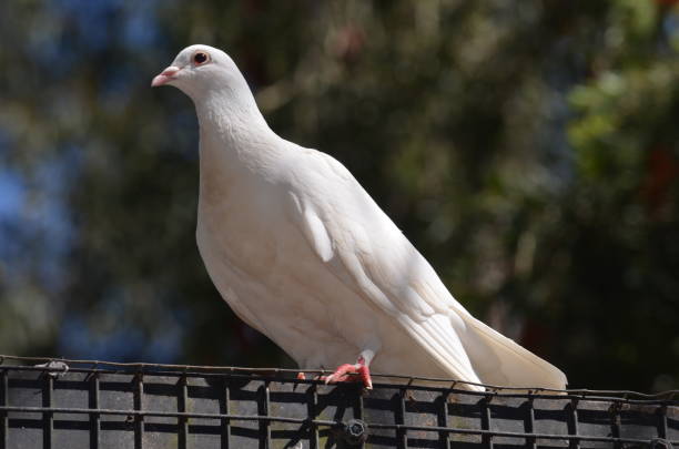 istock white pigeon in a dark background 1052935878