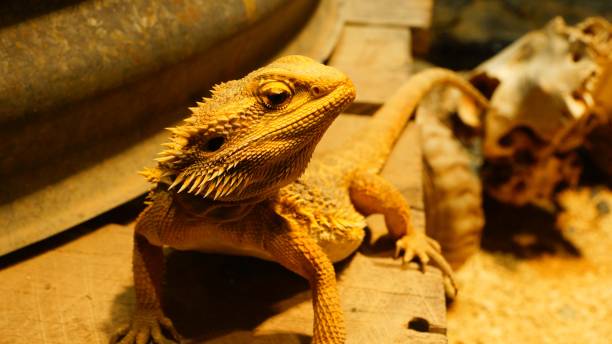 istock green iguana on the rock 1052936034