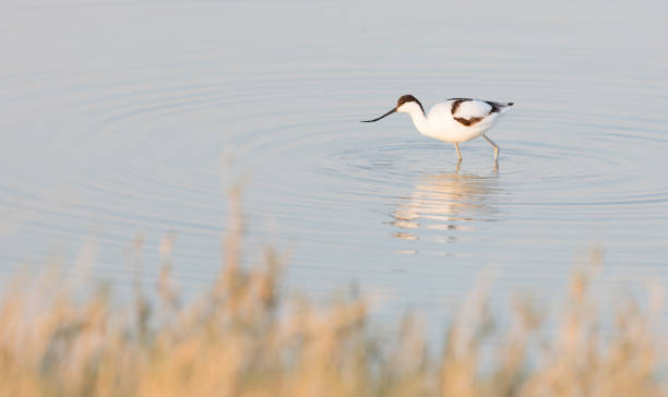 Pied avocet (Recurvirostra avosetta) Pied avocet (Recurvirostra avosetta) in a lake in the Makgadikgadi (Botswana) avocet stock pictures, royalty-free photos & images