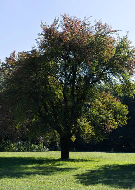 istock Big tree in the park on blue sky background 1052937844