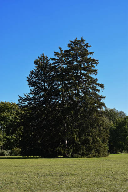 istock Big tree in the park on blue sky background 1052937938