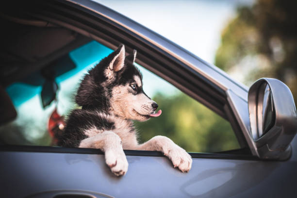 istock Puppy teddy riding in car with head out window 1052938388