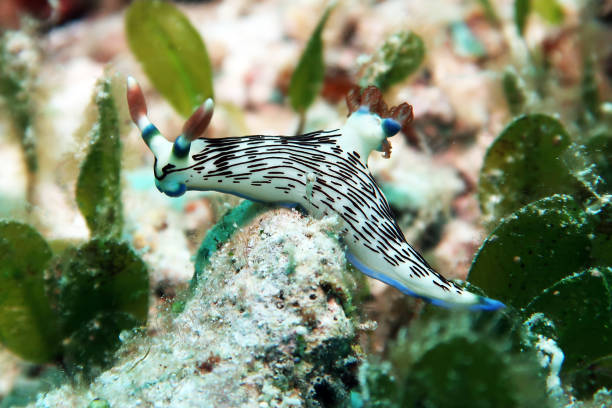 BLACKSPOT NUDIBRANCH