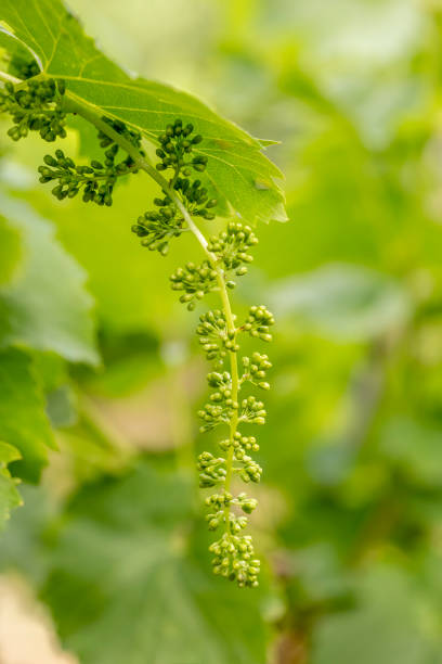 Grape vine with young leaves and buds blooming on a grape vine in the vineyard.