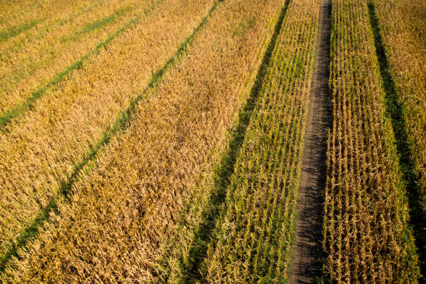 istock View of a field of corn 1052951712