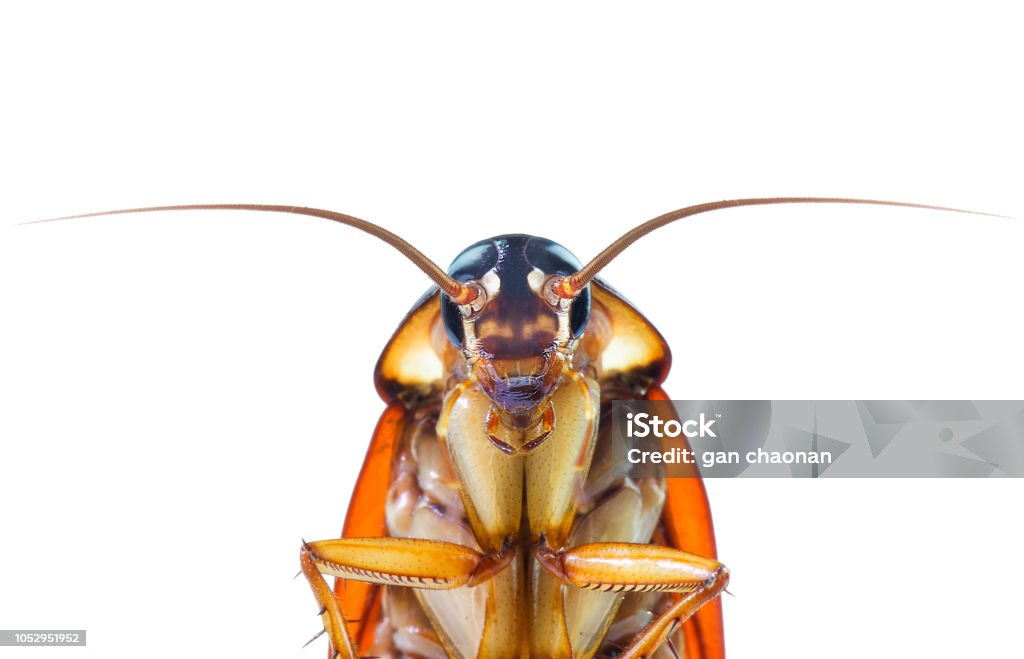 action image of Cockroaches, Cockroaches isolated on white background Cockroach Stock Photo