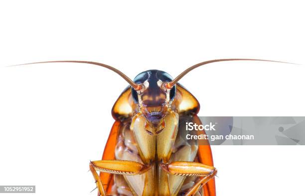 Action Image Of Cockroaches Cockroaches Isolated On White Background Stock Photo - Download Image Now
