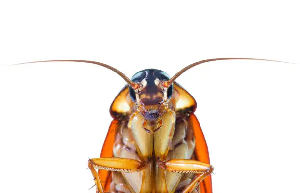 action image of Cockroaches, Cockroaches isolated on white background