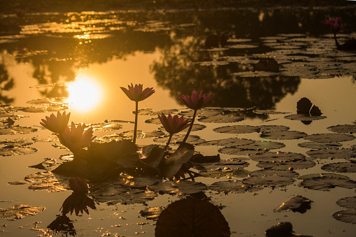 Sun rise in Lotus pond