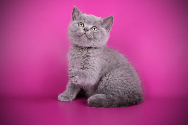istock British shorthair cat on colored background 1052955702