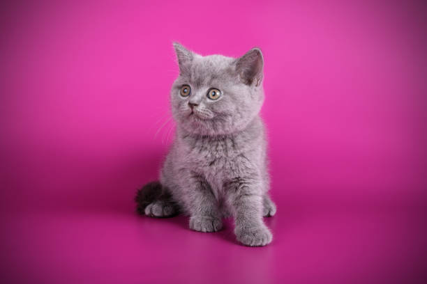istock British shorthair cat on colored background 1052955710
