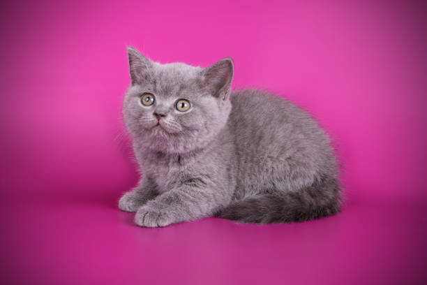 istock British shorthair cat on colored background 1052955750