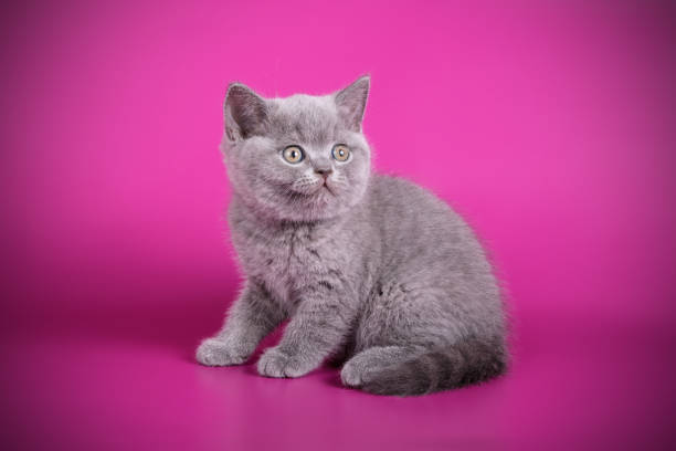 istock British shorthair cat on colored background 1052956118