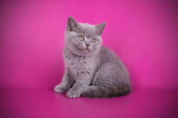 istock British shorthair cat on colored background 1052956132