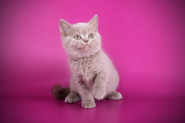 istock British shorthair cat on colored background 1052956168