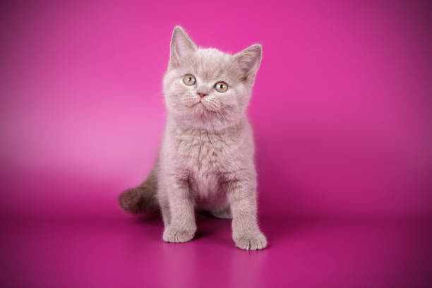 istock British shorthair cat on colored background 1052956174