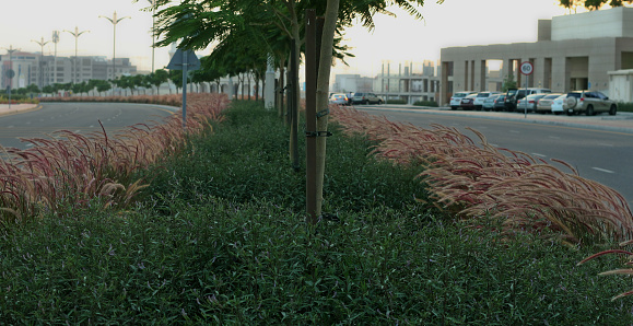 road dividing with bushes