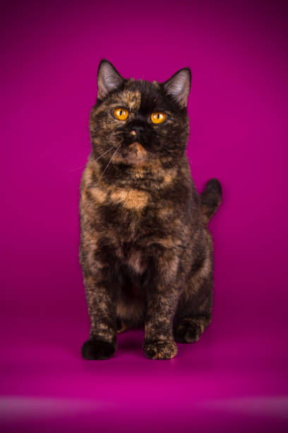 istock British shorthair cat on colored background 1052965286