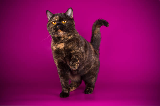 istock British shorthair cat on colored background 1052965290