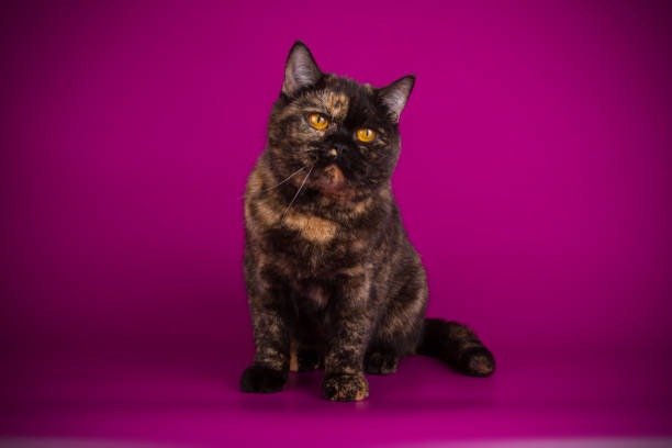 istock British shorthair cat on colored background 1052965296