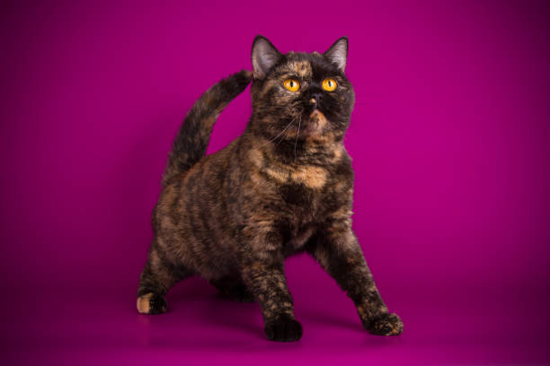 istock British shorthair cat on colored background 1052965300