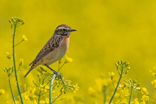 braunkehlchen hocken auf vergewaltigung - whinchat stock-fotos und bilder