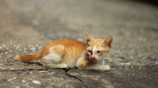 istock Stray Baby Cats pathetic 1052967218